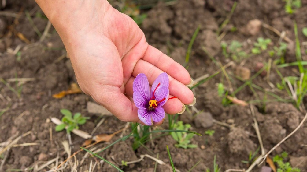 Picture 7 for Activity Olmedo: saffron workshop with shepherd and tasting