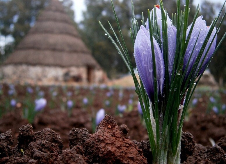 Picture 11 for Activity Olmedo: Saffron trail with Sardinian Shepherd & tasting