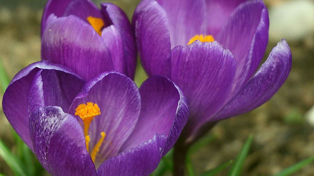 Picture 4 for Activity Olmedo: saffron workshop with shepherd and tasting