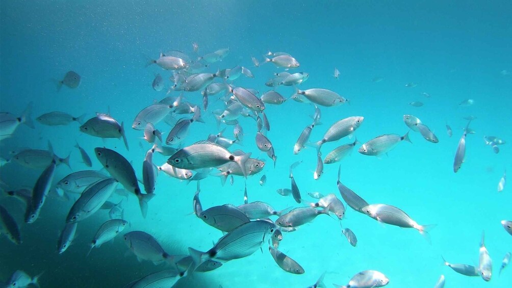 Picture 3 for Activity Isola Ruja: Scuba Diving Baptism in Tavolara Island bay