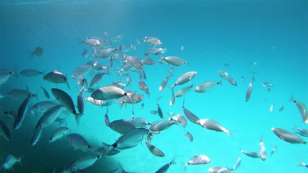 Picture 3 for Activity Isola Ruja: Scuba Diving Baptism in Tavolara Marine Area