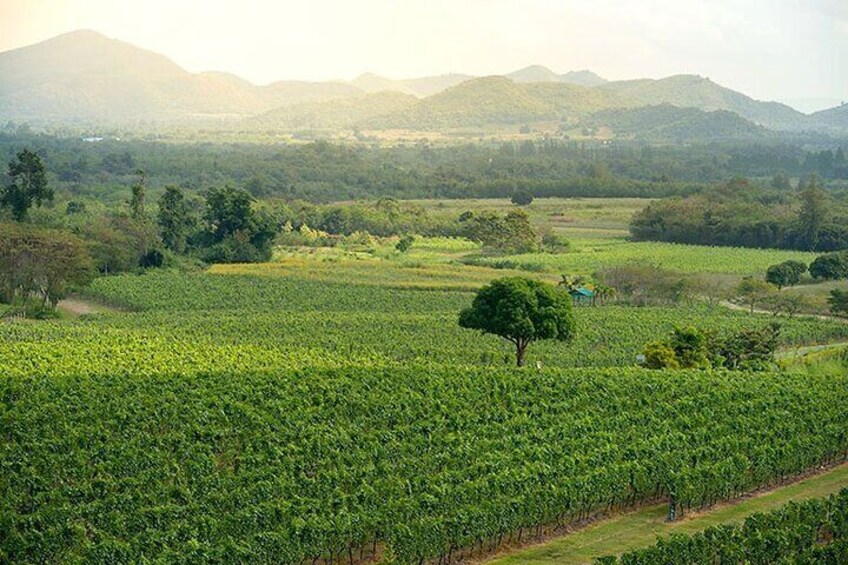 Private Experience of Wine Tasting Hua Hin in Monsoon Valley