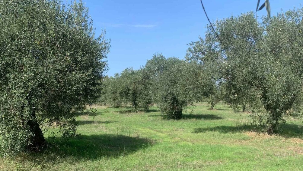 Picture 8 for Activity Oristano: Visit to a farm in the countriside w/ oil tasting