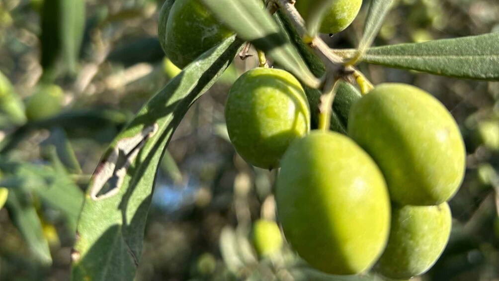 Picture 6 for Activity Oristano: Visit to a farm in the countriside w/ oil tasting