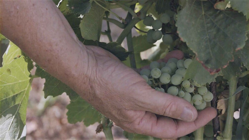 Picture 3 for Activity Olbia: Gallura Winery Guided Tour with Tasting