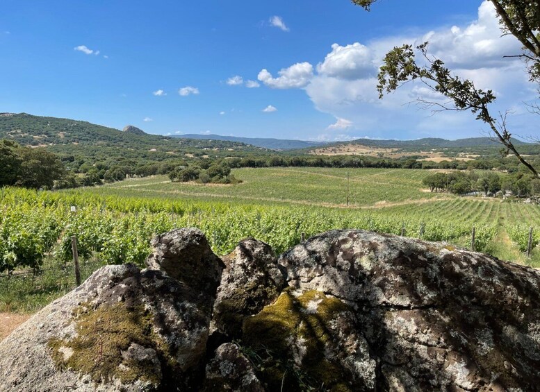 Picture 11 for Activity Olbia: Gallura Winery Guided Tour with Tasting