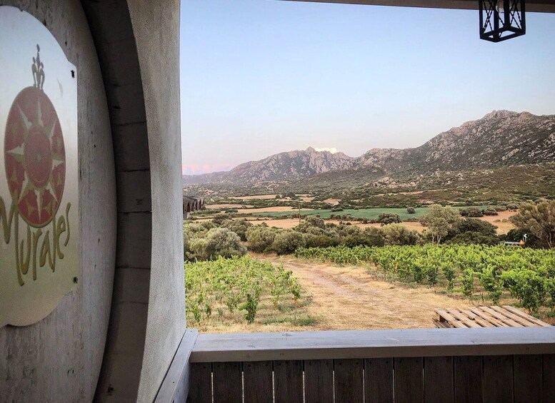 Picture 9 for Activity Olbia: Gallura Winery Guided Tour with Tasting