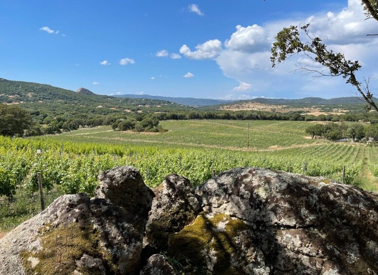 Picture 11 for Activity Olbia: Gallura Winery Guided Tour with Tasting