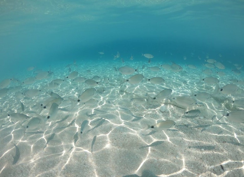 Picture 4 for Activity From Cala Gonone: Gulf of Orosei Speedboat Trip and Aperitif