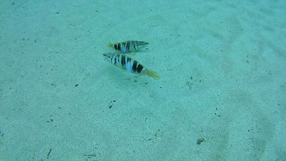 Picture 8 for Activity Cala Gonone: Snorkeling in the Orosei Gulf