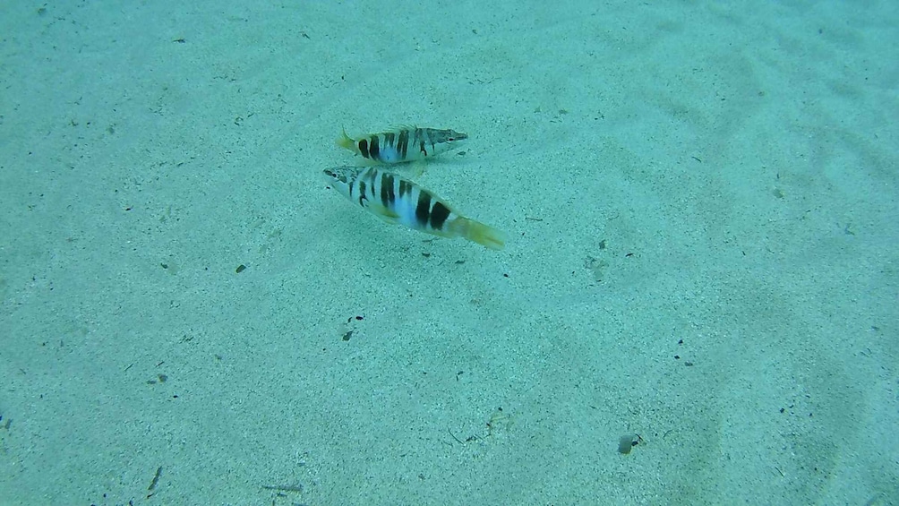 Picture 8 for Activity Cala Gonone: Snorkeling in the Orosei Gulf