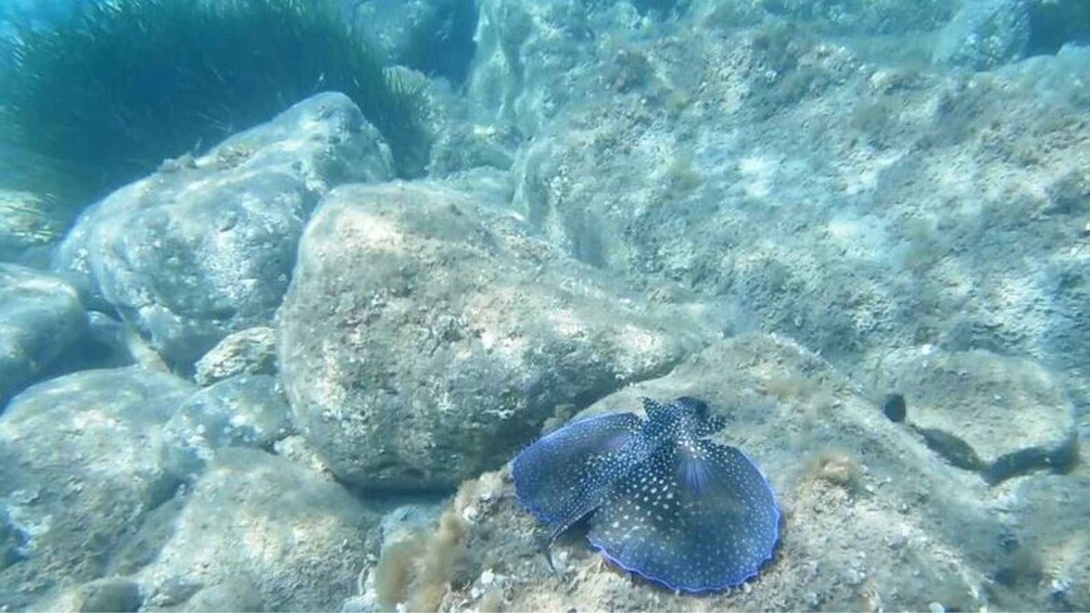 Picture 2 for Activity Cala Gonone: Snorkeling in the Orosei Gulf