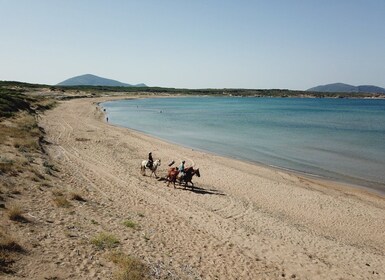 Alghero: Guided Horseback Ride at Lake Baratz & Porto Ferro