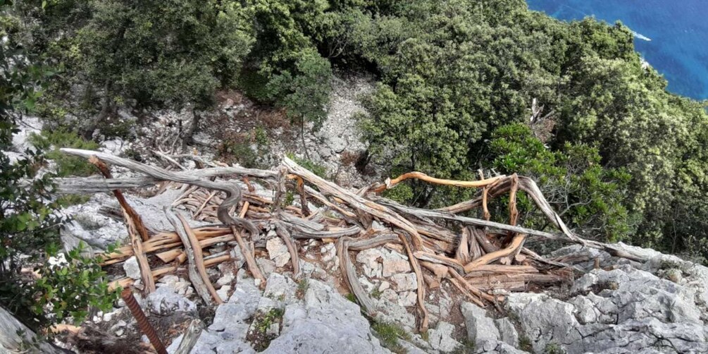 Picture 7 for Activity From Baunei: Cala Mariolu Hiking Tour