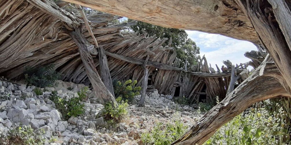 Picture 18 for Activity From Baunei: Cala Mariolu Hiking Tour