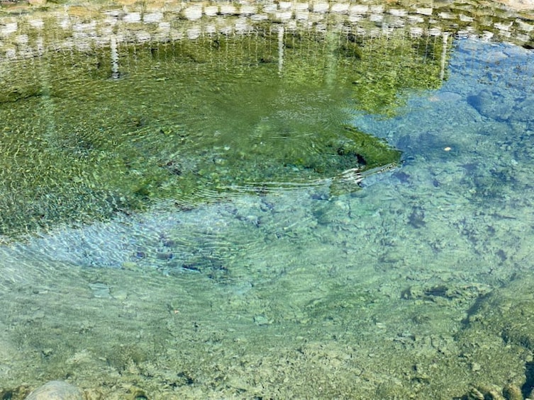 Discover Mud pool/Hot spring & Garden Of Sleeping Giant