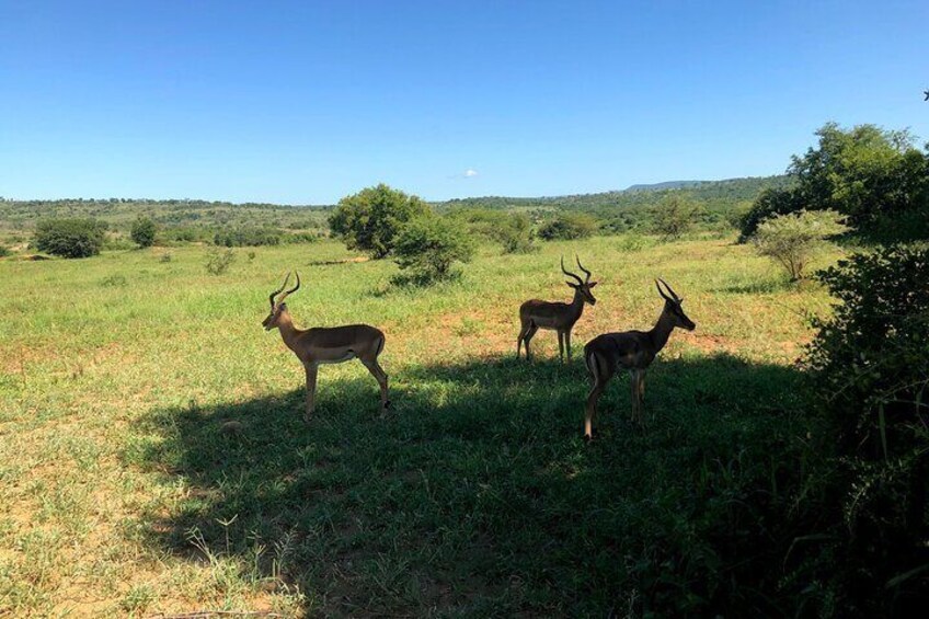 10-Day Tour in Kruger National Park and Hluhluwe-iMfolozi Park