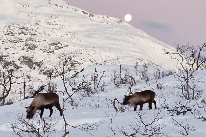 Arctic Snowshoe Hike in Norway