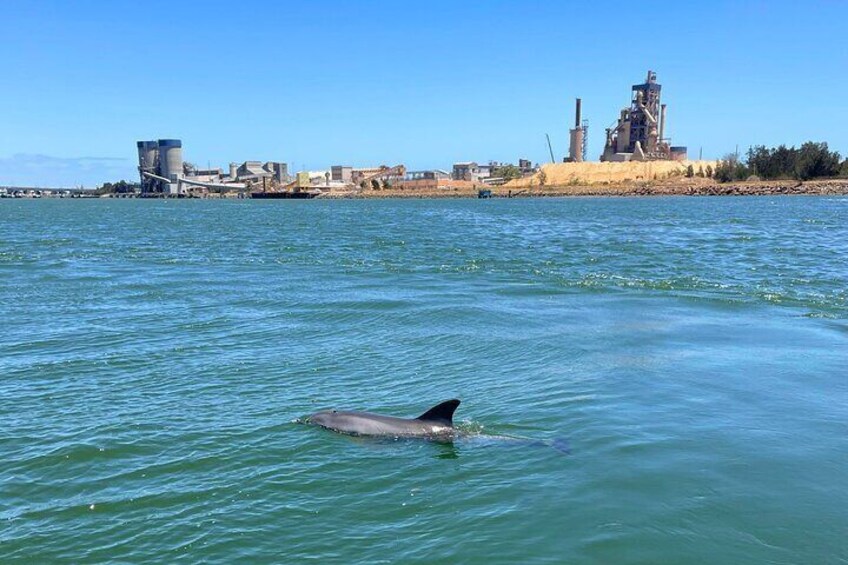 Local wild dolphins live within the Sanctuary