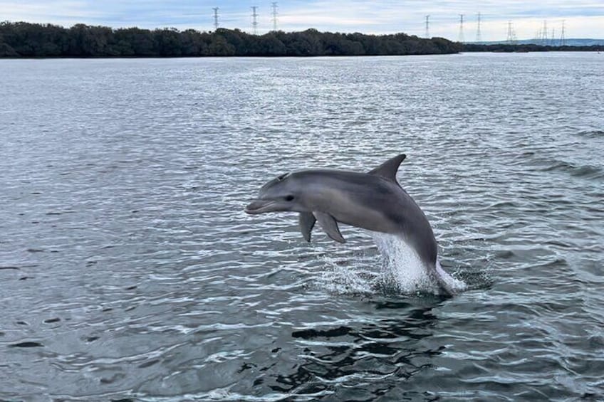 See wild dolphins as you pass through the Adelaide Dolphin Sanctuary