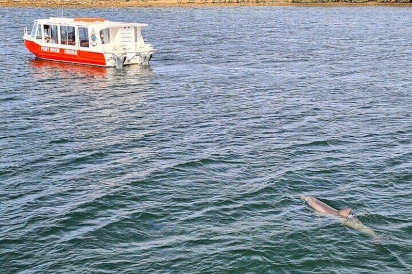 Encounters with local wild dolphins