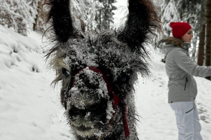 Llama hike through the wonderful Liechtenstein mountains