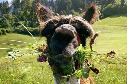 Llama hike through the wonderful Liechtenstein mountains