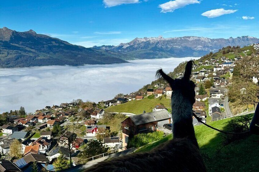 Llama hike through the wonderful Liechtenstein mountains