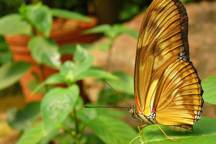 From Iguazú: Excursion to the Iguazú Biocenter