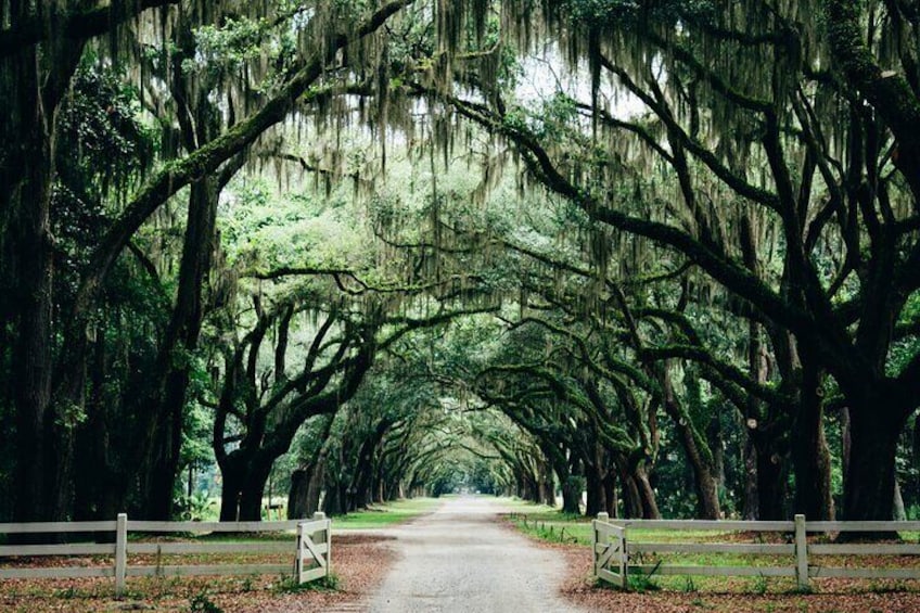 Wormsloe Historic Site (Roots)
