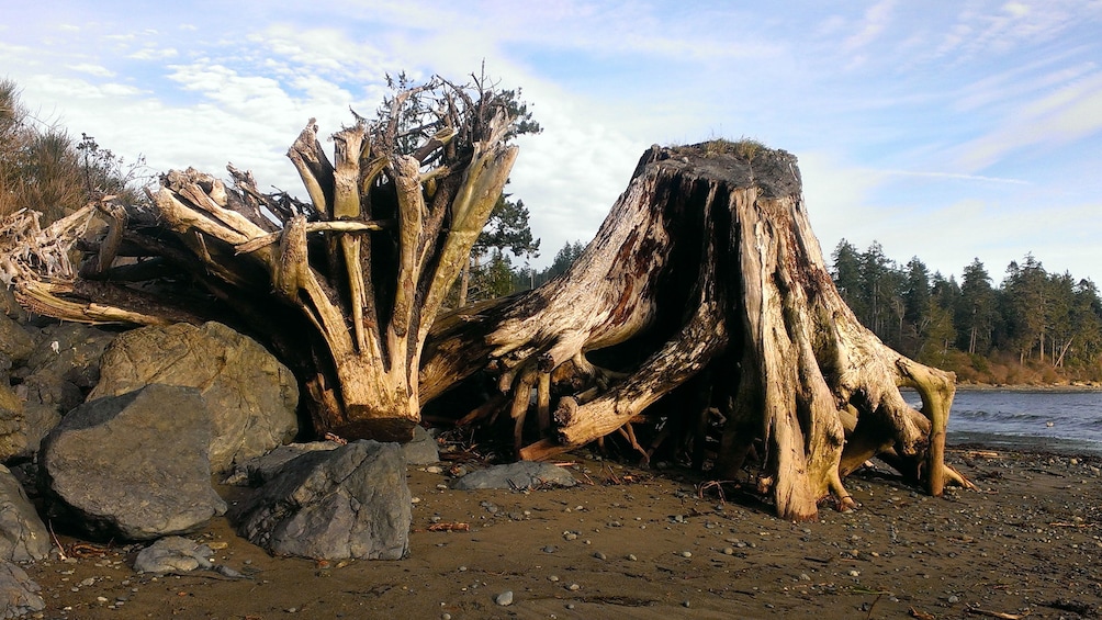 Large tree stumps lying on beach in Port Renfrew