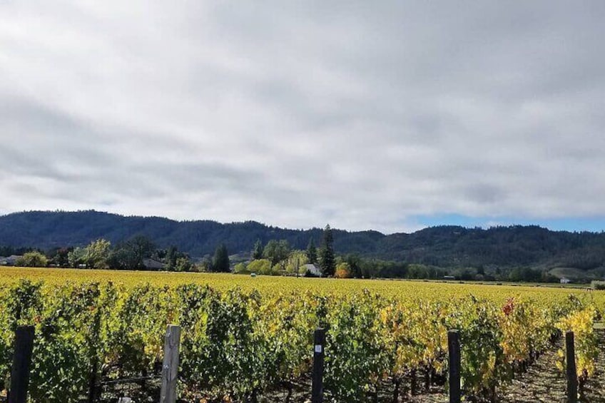 Private Wine Tour of Napa Valley