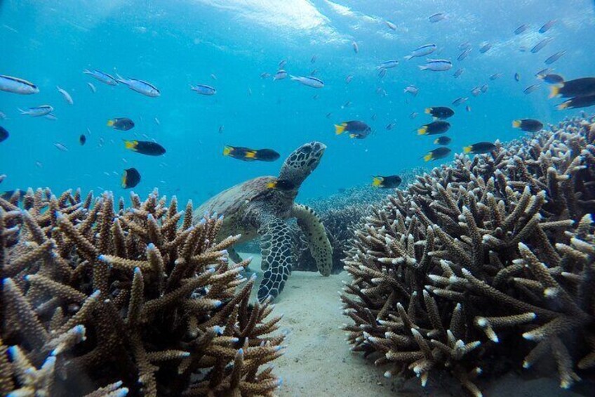 Discover the wonders of the Great Barrier Reef's marine life through a guided tour with Freedom Fast Cats.