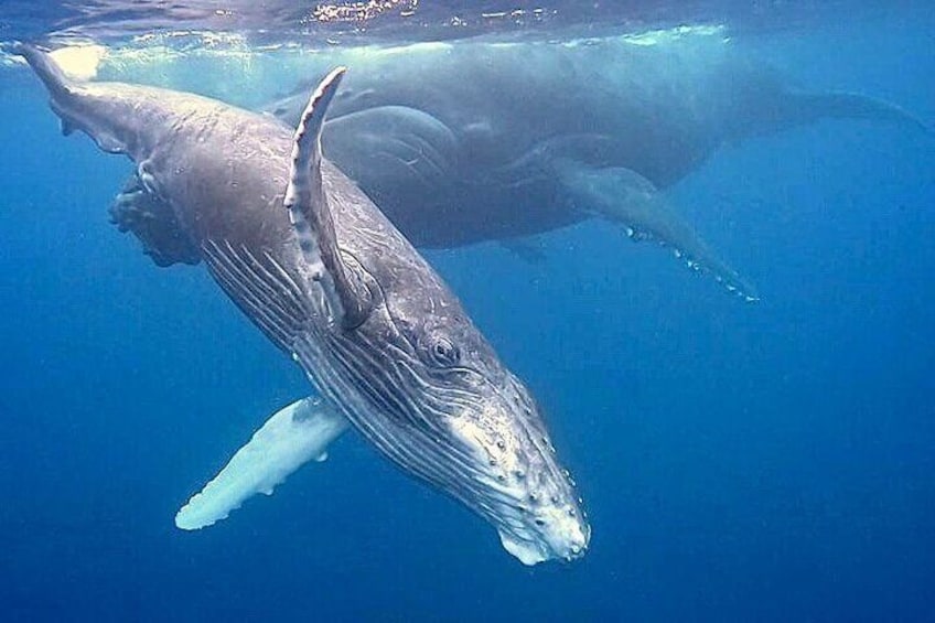 `humpback whales