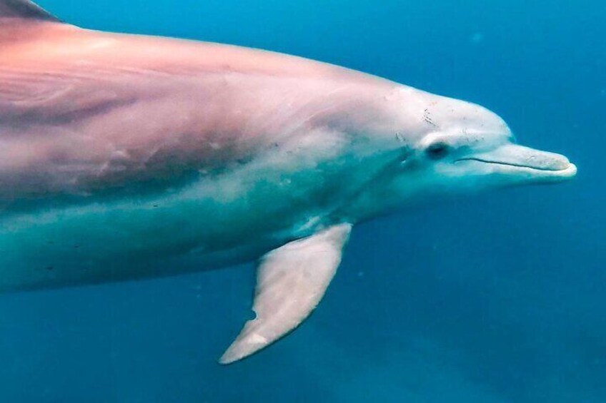 Eco-friendly Dolphin Watching Tour in Mauritius