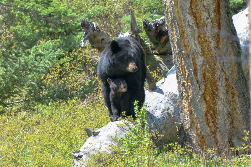 Mt Lemmon Driving Tour: Self–Guided