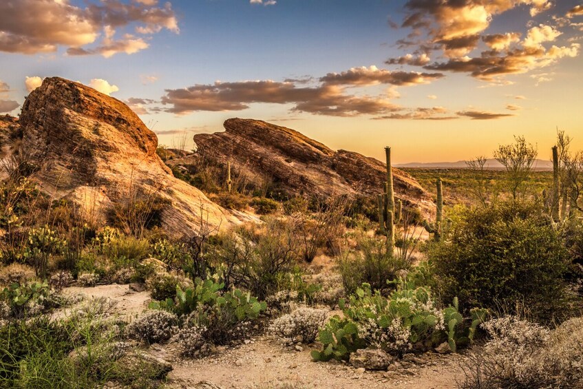 Saguaro National Park and Mount Lemmon Self-Guided Tour Bundle