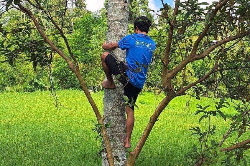 Aik Berik Rice Terrace Climbing Coconut