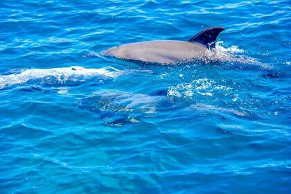 7-Hour Dolphin House Trip in Hurghada