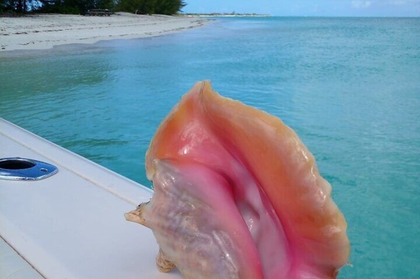 Conch Diving