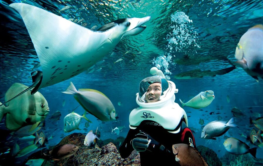 Ultimate Marine Life Experience at Adventure Cove Waterpark™