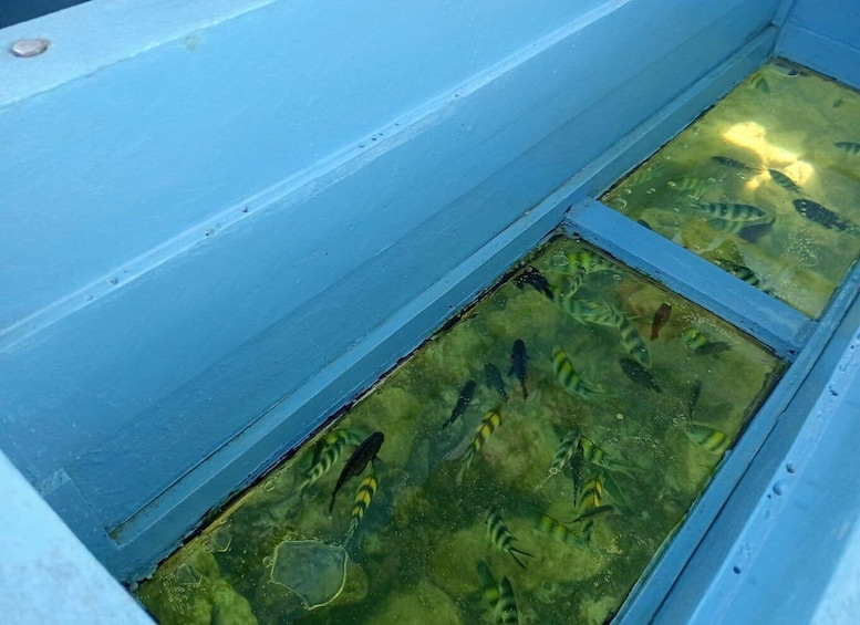Picture 6 for Activity Diani Beach: Glass-Bottom Boat Cruise to Robinson Island