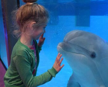 Brujas: parque de atracciones y delfinario en Boudewijn Seapark