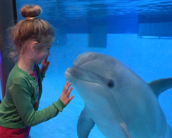 Bruges: AttractionPark and Dolphinarium at Boudewijn Seapark