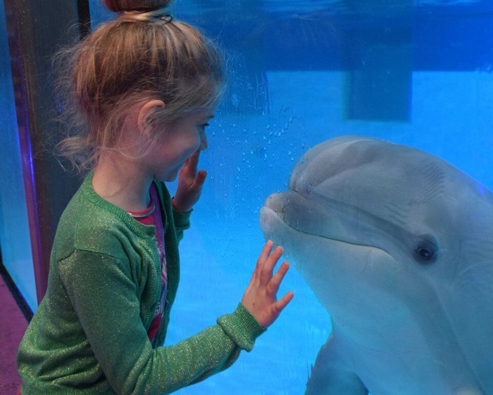 Bruges: AttractionPark and Dolphinarium at Boudewijn Seapark