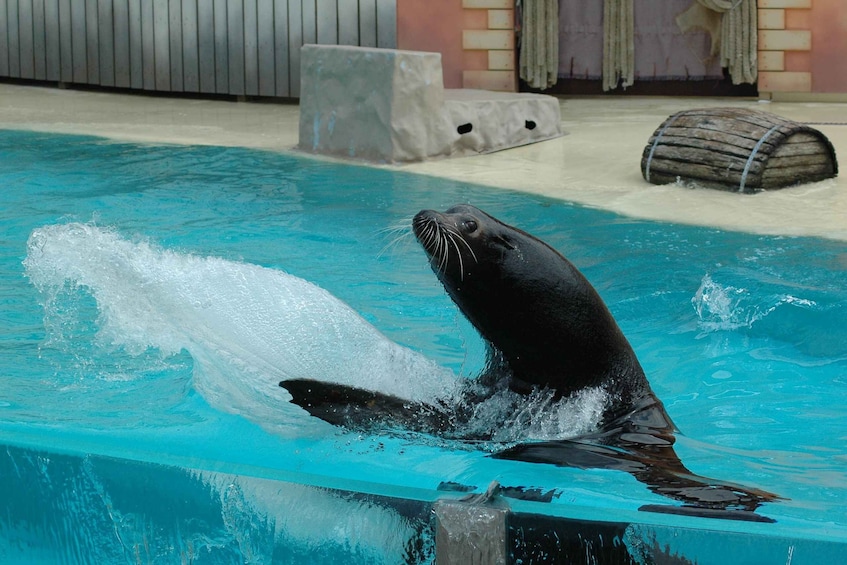 Picture 3 for Activity Bruges: AttractionPark and Dolphinarium at Boudewijn Seapark