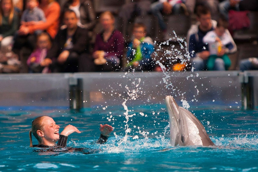 Picture 4 for Activity Bruges: AttractionPark and Dolphinarium at Boudewijn Seapark