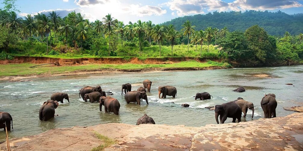 Picture 2 for Activity Full-Day Guided Tour to Ella/Rawana Falls/Little Adam's peak