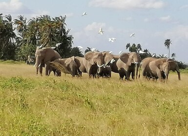 Viaje de 3 días a Masai Mara