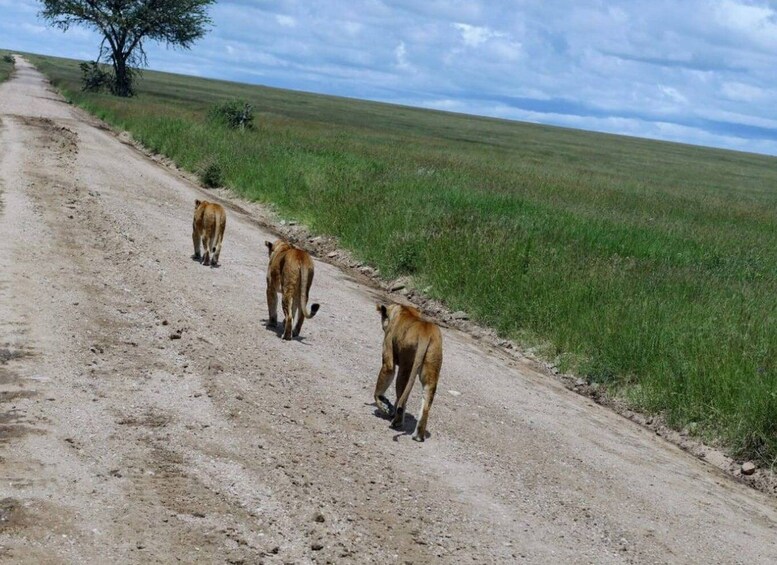 Picture 4 for Activity 3 Days Maasai Mara Trip